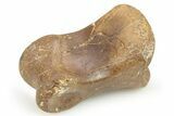 Ornithomimid (Struthiomimus) Toe Bone - Montana #268533-1